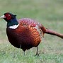 Image result for pheasant photos