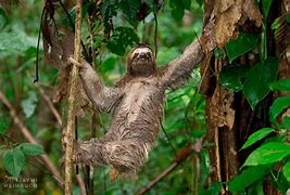 Image result for Sloth Ansa Sun Space