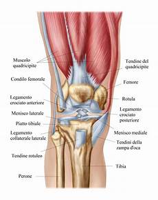 collaterale interno ginocchio terapia per la tendinite ginocchio cura rimedi collaterale interno ginocchio terapia per la tendinite ginocchio cura rimedi