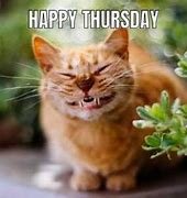 Image result for Happy Thursday Cat Meme