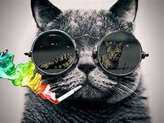 Image result for Cool Cat HD