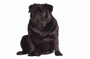 Image result for A Black Pug Transparent