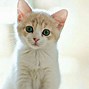Image result for Pretty Kitty Cat