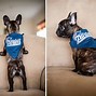 Image result for Cute French Bulldog Puppy