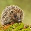 Image result for Wild Hedgehog Size Diffrent