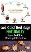 Image result for Kill Bed Bugs