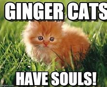 Image result for Ginger and Black Cat Meme