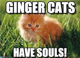 Image result for Ginger Cat Meme El Gato