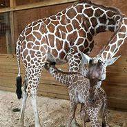 Image result for Most Popular Zoo Animals