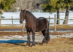 Image result for Black Forest Horse Colors