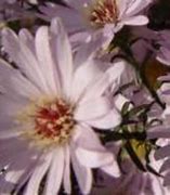 Image result for Aster Anjas Choice (Universum-Group)