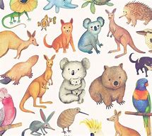 Image result for Cartoon Australian Animals Simple