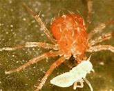 Image result for "predatory-mites"
