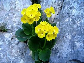 Primula auricula George Edge に対する画像結果