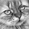 Image result for Cat Illustration Black and White