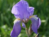 Image result for Iris pallida dalmatica