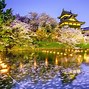 Image result for Nara Park Cherry Blossom