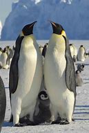 Image result for Adult and Baby Penguin
