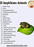 Image result for List of Amphibians