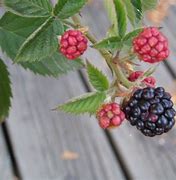 Image result for Thornless Blackberries