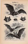 Image result for Vintage Bat Print