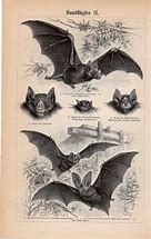 Image result for Vintage Bat Art