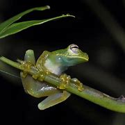Image result for Glass Frog