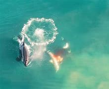 Image result for Great White Elation