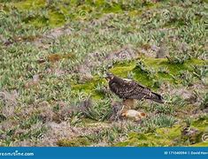 Image result for Buteo albigula