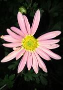 Image result for Chrysanthemum Clara Curtis (Rubellum-Group)