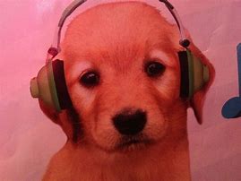 Image result for Cute Dogs with Headphones