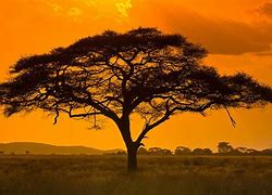 Image result for African Safari Tree Sunset