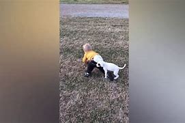Image result for Kids and Animal Fail