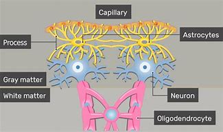 Image result for Astrocytes