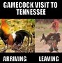Image result for South Carolina Mascot Memes