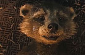 Image result for Rocket Gotg Memes