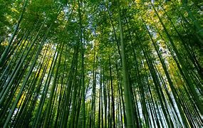 Image result for Bamboo Forest HD Wallpaper