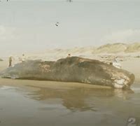 Image result for Whale Bloated Belly Exploding