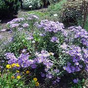 Image result for Aster amellus Rudolf Goethe