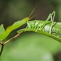 Image result for Types of Crickets