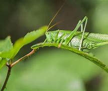 Image result for Cricket Insect vs Grasshopper