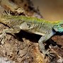 Image result for Lizard with Red Head