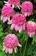 Image result for Echinacea purpurea Firebird ®