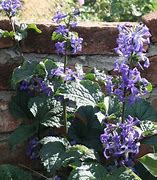 Image result for Clematis China Purple