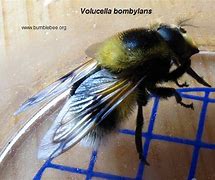 Image result for Flies That Look Like Bumble Bees
