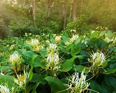 Image result for Hedychium ellipticum