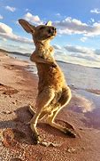 Image result for funniest animal