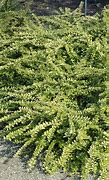 Image result for LONICERA NITIDA MAIGRUN