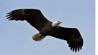 Image result for Biggest Eagle