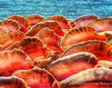 Image result for Bahamian Conch Shell